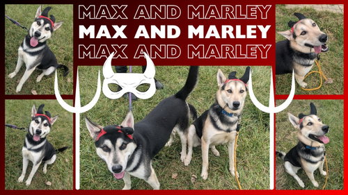 MARLEY - Husky available for adoption