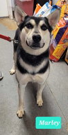 Marley - Photo 4