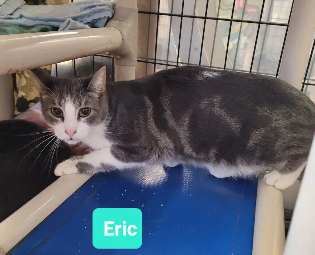 Eric - Domestic Short Hair