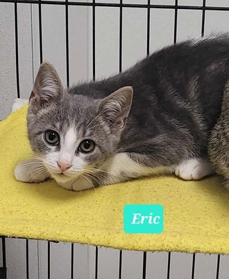 adoptable Cat in Richmond, IN named Eric