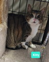 Kitty - Photo 1