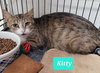 Kitty - Photo 2