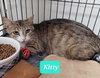 Kitty - Photo 3