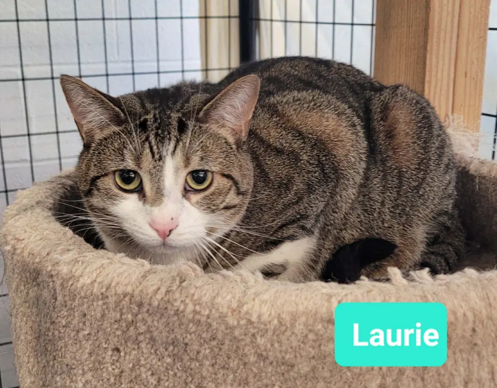 Laurie - Domestic Short Hair