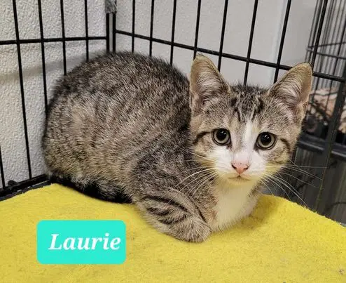 Laurie image 2