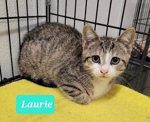 LAURIE - Domestic Short Hair available for adoption