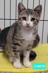 adoptable Cat in , IN named Laurie