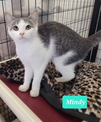 adoptable Cat in Richmond, IN named Mindy