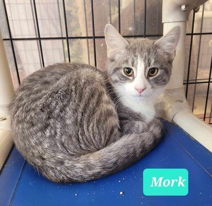 adoptable Cat in Richmond, IN named Mork