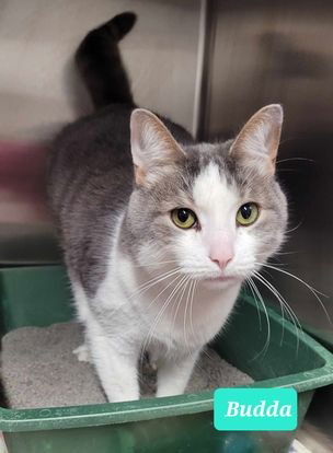 adoptable Cat in Richmond, IN named Budda