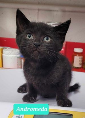 adoptable Cat in Richmond, IN named Andromeda