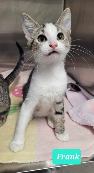 picture of the cat needing adoption