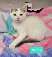 adoptable Cat in Richmond, IN named Picard