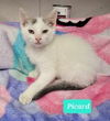 adoptable Cat in , IN named Picard