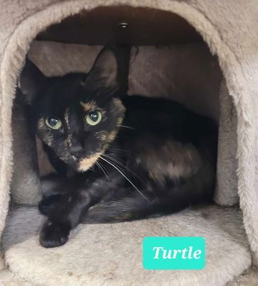 adoptable Cat in Richmond, IN named Turtle