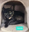 adoptable Cat in , IN named Turtle