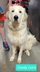 adoptable Dog in Richmond, IN named Candy Corn