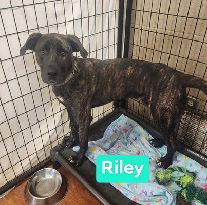 adoptable Dog in Richmond, IN named Riley