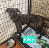 adoptable Dog in  named Riley