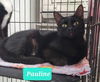 adoptable Cat in  named Pauline