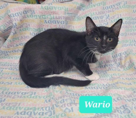 adoptable Cat in Richmond, IN named Wario