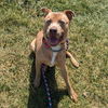 adoptable Dog in Richmond, IN named Carlisle-Sponsored