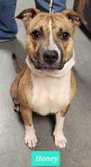 adoptable Dog in  named Honey