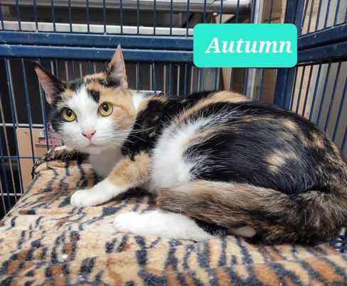 picture of the cat needing adoption