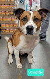 adoptable Dog in Richmond, IN named Freddie-Sponsored