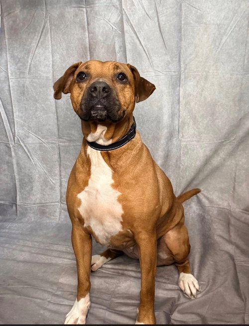 Jocasta-Sponsored, an adoptable Boxer in Richmond, IN