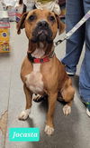adoptable Dog in Richmond, IN named Jocasta