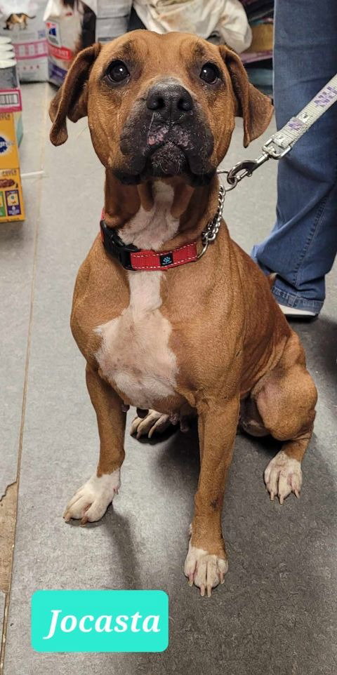 JOCASTA - Boxer / Rhodesian Ridgeback available for adoption