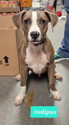 adoptable Dog in Richmond, IN named Oedipus