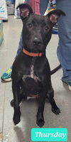 adoptable Dog in  named Thursday