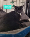adoptable Cat in Richmond, IN named Kamala