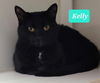 adoptable Cat in Richmond, IN named Kelly
