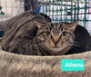 adoptable Cat in Richmond, IN named Athena