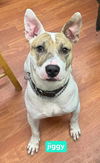 adoptable Dog in  named Jiggy