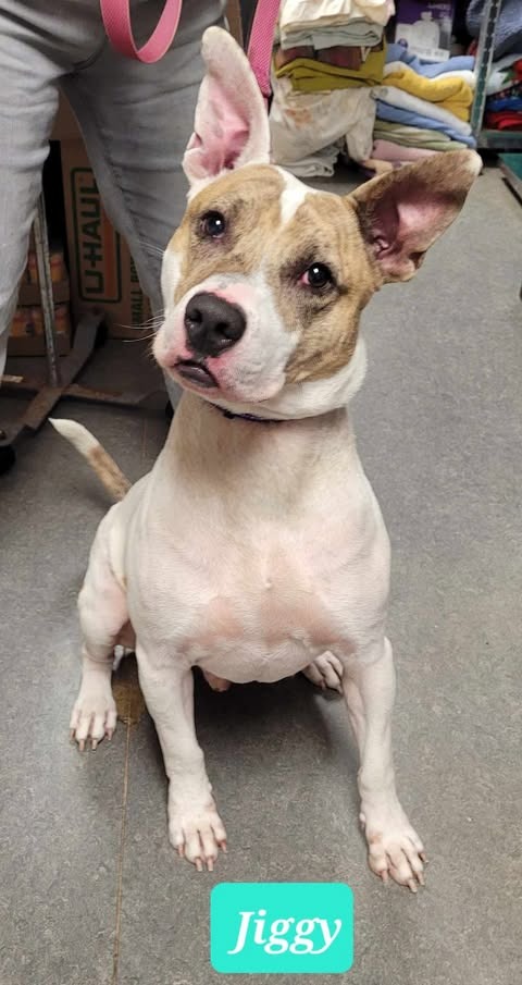 JIGGY-SPONSORED - Pit Bull Terrier available for adoption