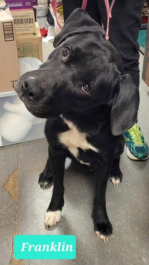 FRANKLIN - Labrador Retriever available for adoption