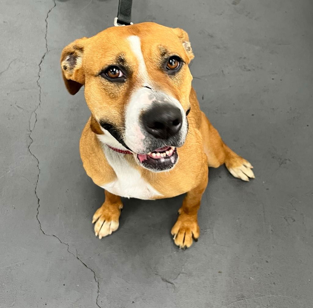 adoptable Dog in Richmond, IN named Sandy-Sponsored