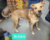 adoptable Dog in  named Brisket-Sponsored