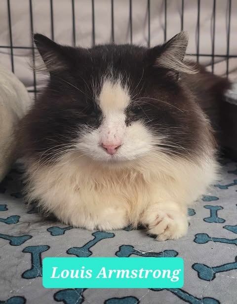 LOUIS ARMSTRONG-SPONSORED - Domestic Medium Hair available for adoption