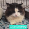 Louis Armstrong-Sponsored - Photo 3
