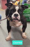 adoptable Dog in Richmond, IN named Czarina-Sponsored