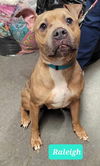 adoptable Dog in Richmond, IN named Raleigh-Sponsored