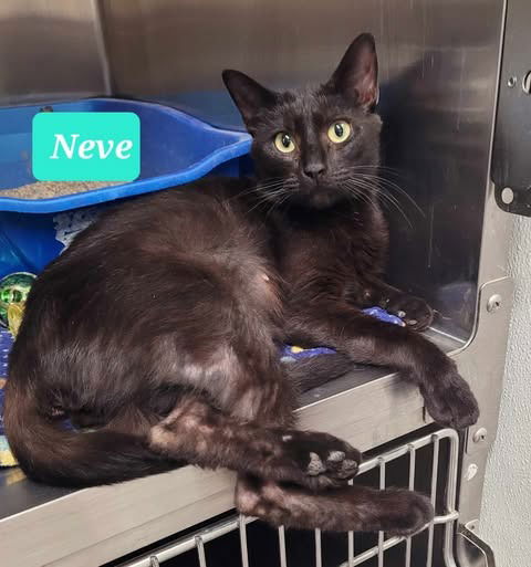 picture of the cat needing adoption