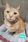 adoptable Cat in Richmond, IN named Steve