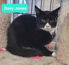 adoptable Cat in Richmond, IN named Davy Jones