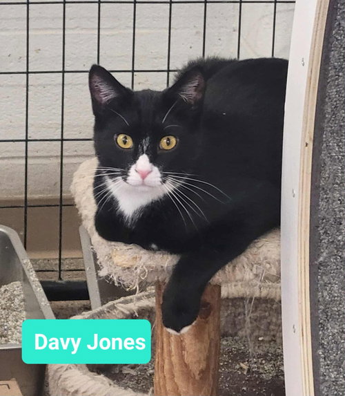 DAVY JONES - Domestic Short Hair available for adoption